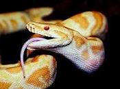 ataque serpiente gigante