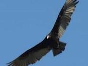 Zamuro americano, pero activo ambientalista