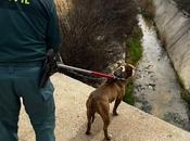 Seprona rescata perro atrapado canal aguas autovía Zafra Záncara (Cuenca)