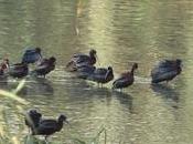numeroso grupo ibis pernocta Sant Adrià