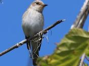 Papamoscas gris ssp. balear