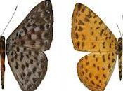 descubre nueva especie mariposa reserva Mashpi-Tayra Chocó Andino