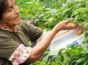 "Sabores locales experiencias auténticas través gastronomía sostenible Islas Galápagos”