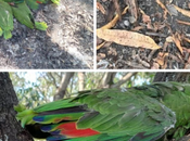 calor provoca muertes aves silvestres Tamaulipas Luis Potosí