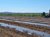 campo apunta plásticos BIO: demanda dispara últimas campañas