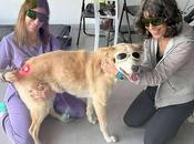 Terapia láser veterinaria para tratamiento dolor, heridas, infecciones… mucho más!