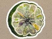 Wilco anuncian Cool Shroud