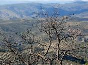 Descubre Majestuosidad Sierra Cazorla