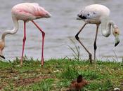 Lluvioso Remolar-Filipines: Flamencos Aventuran Tierra Firme