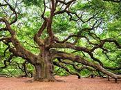 Capítulo XXIV: casa tronco árbol