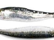 Beneficios sardinas