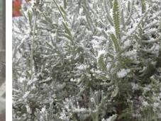 Nieve Menorca