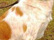 ¿RECONOCÉIS ESTE PERRO? perro chip español encontrado perdido Italia.