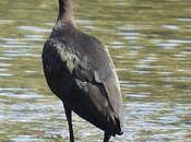 visitante cada habitual Parc Fluvial