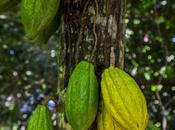 Cacao chocolate: Paccari habla sobre cuatro beneficios desconocidos este producto