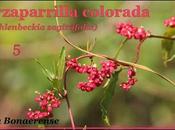 Zarzaparrilla colorada (Muehlenbeckia sagittifolia)