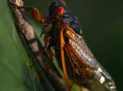 cigarra canta junto ventana…