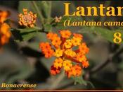 Lantana (Lantana camra) Video