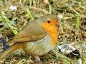 Petirrojos busca comida