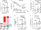 Descubren tratamiento para cáncer próstata incurable