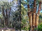 Palmera Imperial: Joya Palmeral Elche