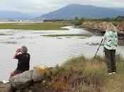 Avocetas para mateo