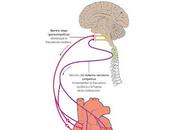 BENEFICIOS ACTIVAR NERVIO VAGOExiste nervio