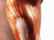 Aumenta tamaño tríceps esta rutina