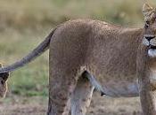 Cumpleaños incivilizados