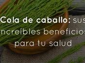 Cola caballo: increíbles beneficios para salud