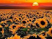 6.004 aquellos girasoles...