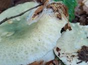 Russula virescens