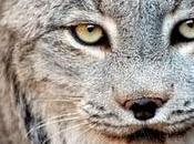 Ubuntu 10.04 "Lucid Lynx" Beta2 entre nosotros.