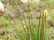 Carex halleriana Assó