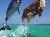 ballena, vaca