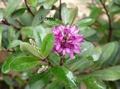 Hebes
