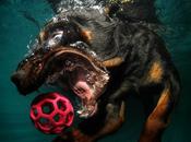 Seth Casteel Feroces perros acuáticos