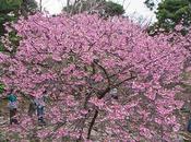 Sakura Okinawa