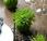 Cuatro ideas para decorar manzanas