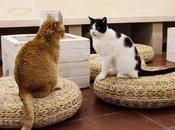 Espai gats: primer cat-café Barcelona