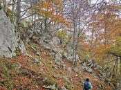 Bosque Purupintu desde Orle