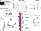 Nuevo objetivo para tratamiento aterosclerosis