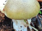 Amanita phalloides (oronja verde)