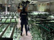 Desmantealado centro cultivo marihuana nave industrial Sonseca (Toledo)