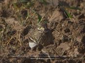 Alcaravanes, Chorlitos dorados, Avefrías otras especies