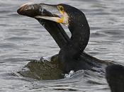 Cormoran grande acción