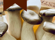 Seta cardo (Pleurotus Eryngii)