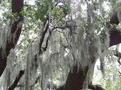 Savannah: Spanish Moss