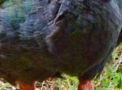 takahe: historia retorno inesperado