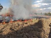 Controlan incendio Parque Tangamanga afectada hectárea